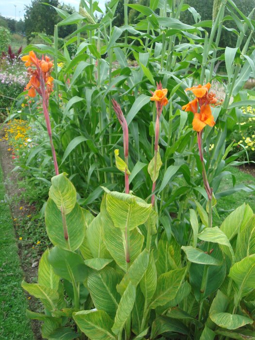 Canna x 'Panach'